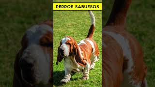 PERROS SABUESOS datoscuriosos cosasquenosabias [upl. by Ynffit921]