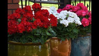 Gardening Tip  Keep Geraniums Blooming AllSeason [upl. by Lucine]