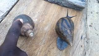 difference between Achatina Achatina AA and Achatina Maginata AM [upl. by Yusem]