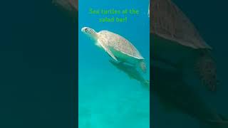 St thomas sea turtles [upl. by Maryanna]