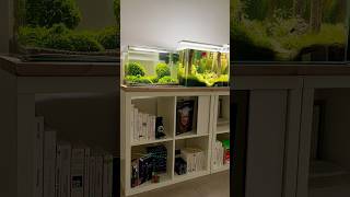 Shrimp Aquarium aquarium aquascape aquascaping fishtank shrimp moss aquariumhobby [upl. by Aneri]