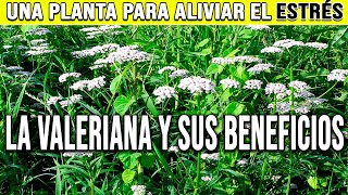 LA VALERIANA Y SUS BENEFICIOS  PLANTAS MEDICINALES [upl. by Ketchum]