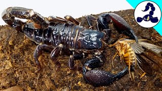 Emperor scorpion Pandinus imperator Feeding clip [upl. by Sergei729]