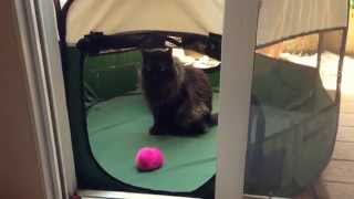 Catifying a Balcony Pet Playpen or Enclosure [upl. by Leodora]