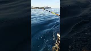 Trolling from the Kayak in Roatan’s Waters—Tuna on the Line 🚣‍♂️🐟 KayakFishing RoatanReef [upl. by Altis]