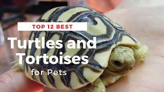 Top 12 Best Turtles and Tortoises for Pets [upl. by Dewayne]