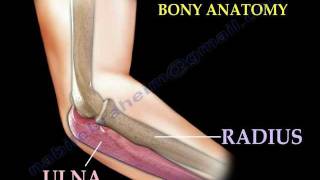 Anatomy Of The Elbow Animation  Everything You Need To Know  Dr Nabil Ebraheim [upl. by Bozovich514]