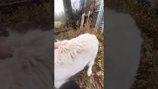 Kitties playing with the dogs doglife kittens fall countrylife [upl. by Nottnerb463]