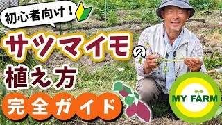 【サツマイモ栽培】苗の植え方を初心者の方向けに解説＆実演します│有機栽培で野菜づくり [upl. by Danyelle]