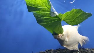 Gaint Gourami Eating Colocasia Leavesgouramigouramifishaquaculturegouramifeedingalbinogourami [upl. by Ahsitam]