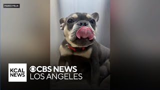 Montebello family has French bulldog stolen at gunpoint [upl. by Odab]