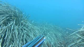 Aquila di Mare  Circeo  Pesca Sub Apnea [upl. by Perrins529]