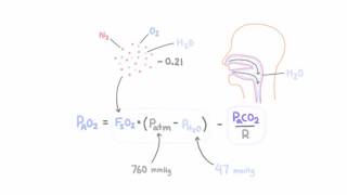 Alveolar gas equation [upl. by Hamlani]