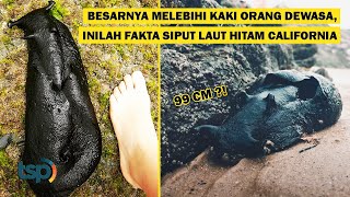 ENG SUB With Bigger Feet Than an Adult Human Here are Some Facts About the Black Sea Slug [upl. by Birmingham]