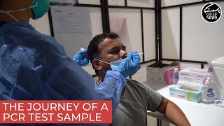 What happens to a PCR test sample when it is tested for COVID19 [upl. by Fahland]