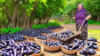 Harvesting Organic Eggplants and Cooking Traditional Dish Grandma Ulduzs Recipes [upl. by Ireg]