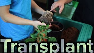 How to Transplant Plant to a Larger Pot [upl. by Zerelda]