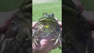 Scrotum Frog Facts curiousmind [upl. by Fauver]