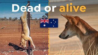 Why the Worlds Longest Fence Determines Dingoes Future [upl. by Haididej]