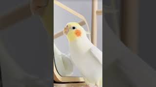 Baby cockatiel singing nonstop🦜 new babybird singing song viralvideo viralshorts [upl. by Orvan]