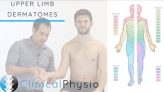 Upper Limb Dermatomes  Clinical Physio [upl. by Harms343]