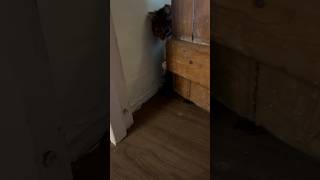 Mother cat Opening Door for Her Kittens cute shorts [upl. by Ib]