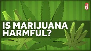 Is Marijuana Harmful to Health [upl. by Aneez572]