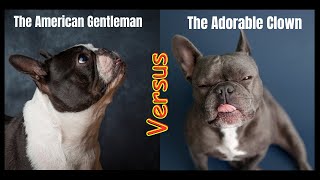 Boston Terrier vs French Bulldog [upl. by Azeria]