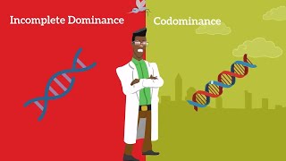 Genetics Basics Difference between Codominance and Incomplete Dominance [upl. by Zerimar]