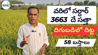 వరిలో సర్దార్ 3663 దే సత్తా58 బస్తాలుsuccessful high yeild variety in paddysardar 3663 [upl. by Chesnut]