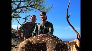 75 yard bow shot on axis buck Molokai Hawaii [upl. by Akelam]