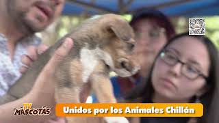 AYUDA ANIMAL  Conoce a la Unidos por los Animales de Chillán [upl. by Amaerd]