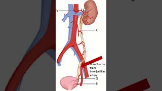 Blood supply of ureter [upl. by Aldwin]