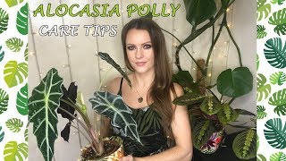 Alocasia Polly Care Tips [upl. by Ahsenhoj]