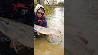 Torpeda🔥‼️ szczupak shorts shortvideo wędkarstwo fishing [upl. by Acebber]