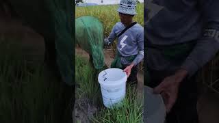 Catching Crabs With Trap In Rice Field Part 6 catching crab trap ricefield [upl. by Eiramyelhsa]