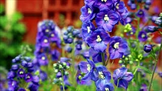 How to Cut Delphinium Back for a Second Flowering [upl. by Latsyc]