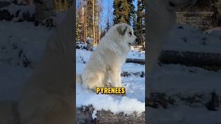 Great Pyrenees  The perfect guardian dog guarddog dog [upl. by Nero]