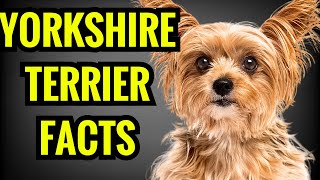 Yorkshire Terrier  Top 13 Facts [upl. by Ahsekin]