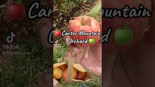 🍏 APPLE Picking AT CARTER MOUNTAIN ORCHARD  Charlottesville Va shorts shortsvideo 🍎🍂🤓 [upl. by Raoul220]