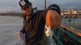 Mackerel fishing Redondo Pier quotCatch n Cookquot [upl. by Senskell138]