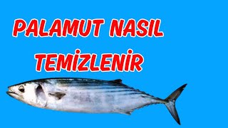 PALAMUT NASIL TEMİZLENİR  PALAMUT BALIĞI  BALIK TEMİZLEME NASIL YAPILIR [upl. by Onit]