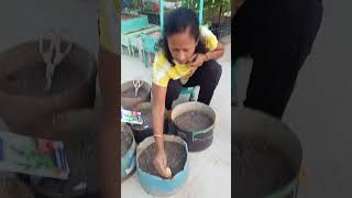 Gardening me Aaj growing seed terracegarderning gardening organicvegetables [upl. by Anuait]