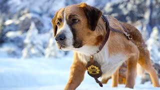 Buck o Cão Protetor Filme O Chamado da Floresta Melhores Cenas [upl. by Territus379]