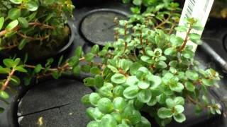 Rotala Rotundifolia in our grow tanks [upl. by Scrivens]