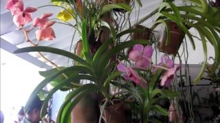 OUTTAKES Azaleas Yard Orchid Show 2015  Tomas extra del Patio de Azaleas [upl. by Norga]