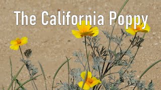 A Guide to Palos Verdes Plants The California Poppy Eschscholzia californica [upl. by Tibbetts487]