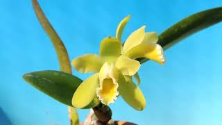 Cattleya luteola falba x self orchid [upl. by Redd439]