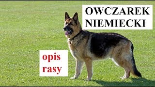 OWCZAREK NIEMIECKI  opis rasy charakter cechy [upl. by Gasperoni]