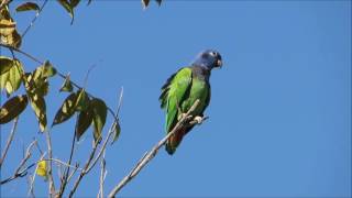 Blueheaded parrot Pionus menstruus Maitacadecabeçaazul Schwarzohrpapagei Pione à tête bleue [upl. by Ahseram]